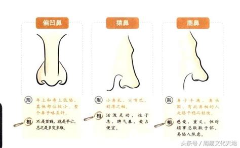 虎鼻面相|面相解析何为虎鼻,虎鼻特征